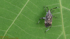 Eurystylus coelestialium