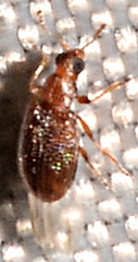 Melanophthalma
