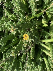 Euphorbia flanaganii