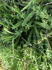 Euphorbia flanaganii