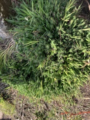 Euphorbia flanaganii