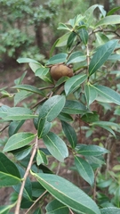 Camellia pitardii