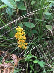 Platanthera cristata