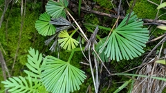 Actiniopteris radiata