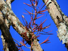 Tillandsia elongata