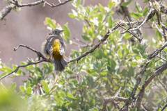 Leiothlypis crissalis