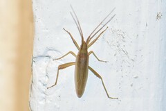 Stenodema trispinosum