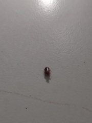 Cimex lectularius