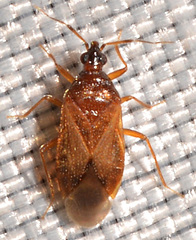 Amphiareus obscuriceps