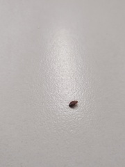 Cimex lectularius