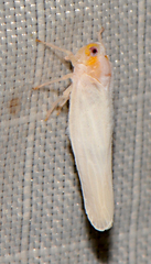 Neocenchrea heidemanni