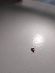 Cimex lectularius