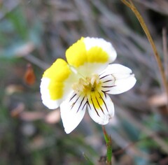 Euphrasia wettsteiniana