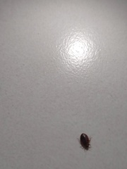 Cimex lectularius
