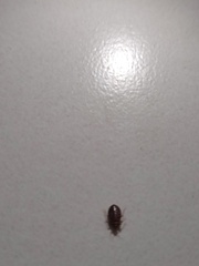 Cimex lectularius