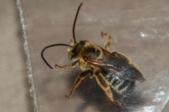 Melissodes comptoides