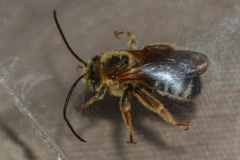 Melissodes comptoides