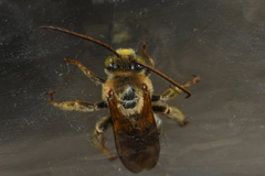 Melissodes comptoides