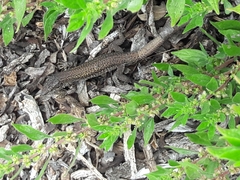 Podarcis carbonelli berlengensis