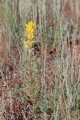 Castilleja flava flava