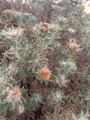 Heterotheca stenophylla