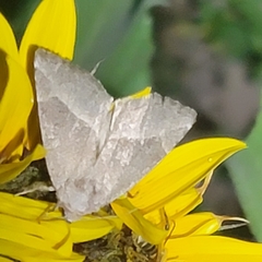 Plagiomimicus spumosum