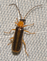 Rhagonycha mollis