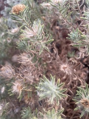 Heterotheca stenophylla