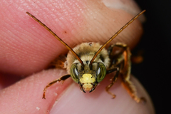 Melissodes comptoides