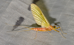 Stenacron interpunctatum interpunctatum