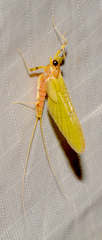 Stenacron interpunctatum interpunctatum