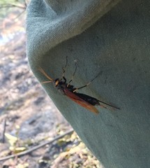 Urocerus californicus