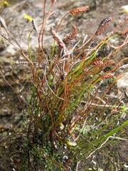 Schizaea australis