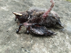 Pycnonotus cafer