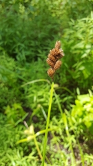 Carex tribuloides