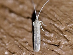 Coleophora quadruplex