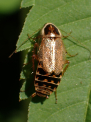 Ectobius lucidus