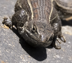 Sceloporus aeneus