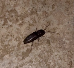 Diplostethus carolinensis