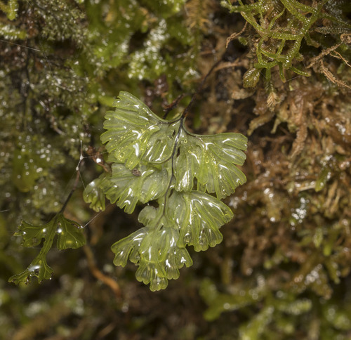 Hymenophyllum imbricatum