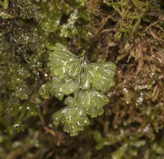 Hymenophyllum cuneatum