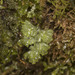 Hymenophyllum cuneatum - Photo (c) Pablo Silva, μερικά δικαιώματα διατηρούνται (CC BY-NC), uploaded by Pablo Silva