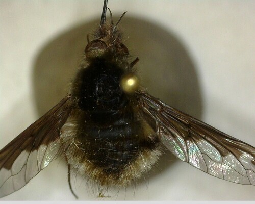 iNaturalist observation photo of Greater Bee Fly