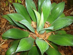 Agave hiemiflora