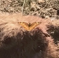 Variegated fritillary (Euptoieta claudia)