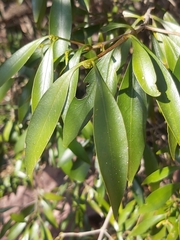 Coptosperma supra-axillare