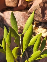 Coptosperma supra-axillare
