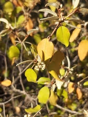 Croton pseudopulchellus