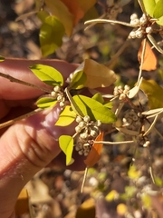 Croton pseudopulchellus