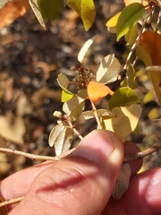 Croton pseudopulchellus